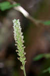 Downy rattlesnake plantain